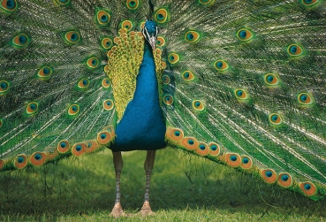 Schreibunterlage Poster Pfau, Größe 40x60 cm