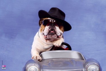 Schreibtischunterlage Veloflex "Hund im Auto" 40x60 cm