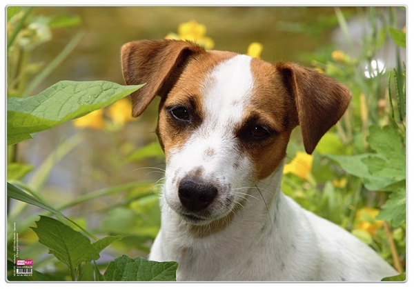 Schreibunterlage Poster Jack Russell Terrier 35x50 cm