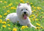 Schreibunterlage Veloflex Poster "Hund" 35x50 cm